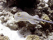 Picture 'Eg2_0_2254 Blue-spotted Ray, Egypt'